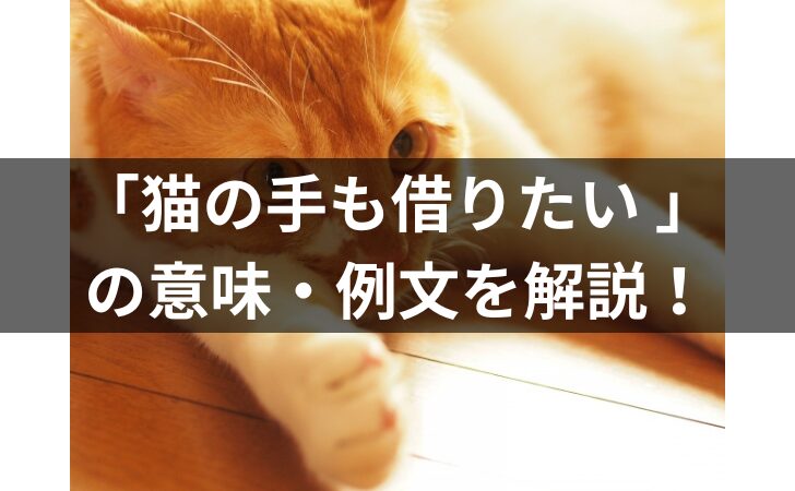 「「猫の手も借りたい 」とは？意味・例文など小学生にも分り易く解説！」のアイキャッチ画像